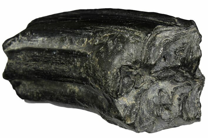 Pleistocene Aged Fossil Horse Tooth - South Carolina #178846